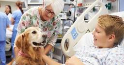 Animal therapy: how animals can help you heal