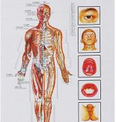 Pressure points vital to healthy living