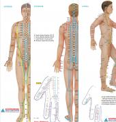 Chinese accupunture points for pain relieve
