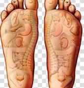 Foot reflexology dictates your body interior