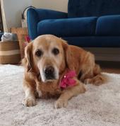 Roxy is my sidekick and loyal friend. Her specialty is providing emotional support and you will have the option of her presence during your session.