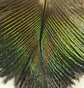 Workshops & Retreats