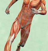 Massage Therapy by Craig Botha Kempton Park CBD Remedial Massage 3_small