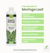 Moringa South Africa