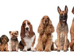 Animal Therapy