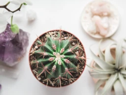 What Does a Holistic Psychologist Do? Exploring Their Unique Approach to Mental Health