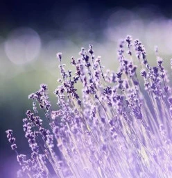 AnamCara's Healing