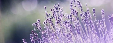AnamCara's Healing