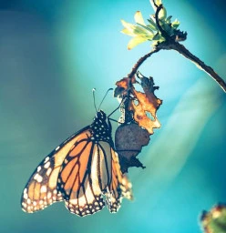Transformational Coaching
