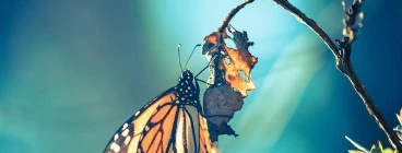 Transformational Coaching