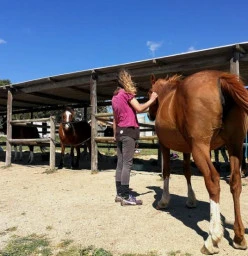 Medicine Horsemanship